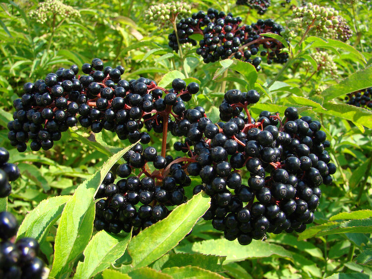 Sambucus berries